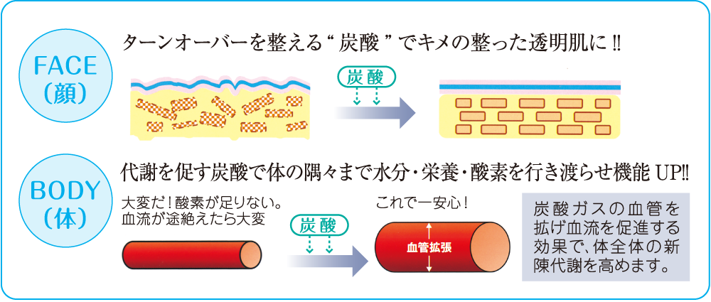 ターンオーバーと代謝